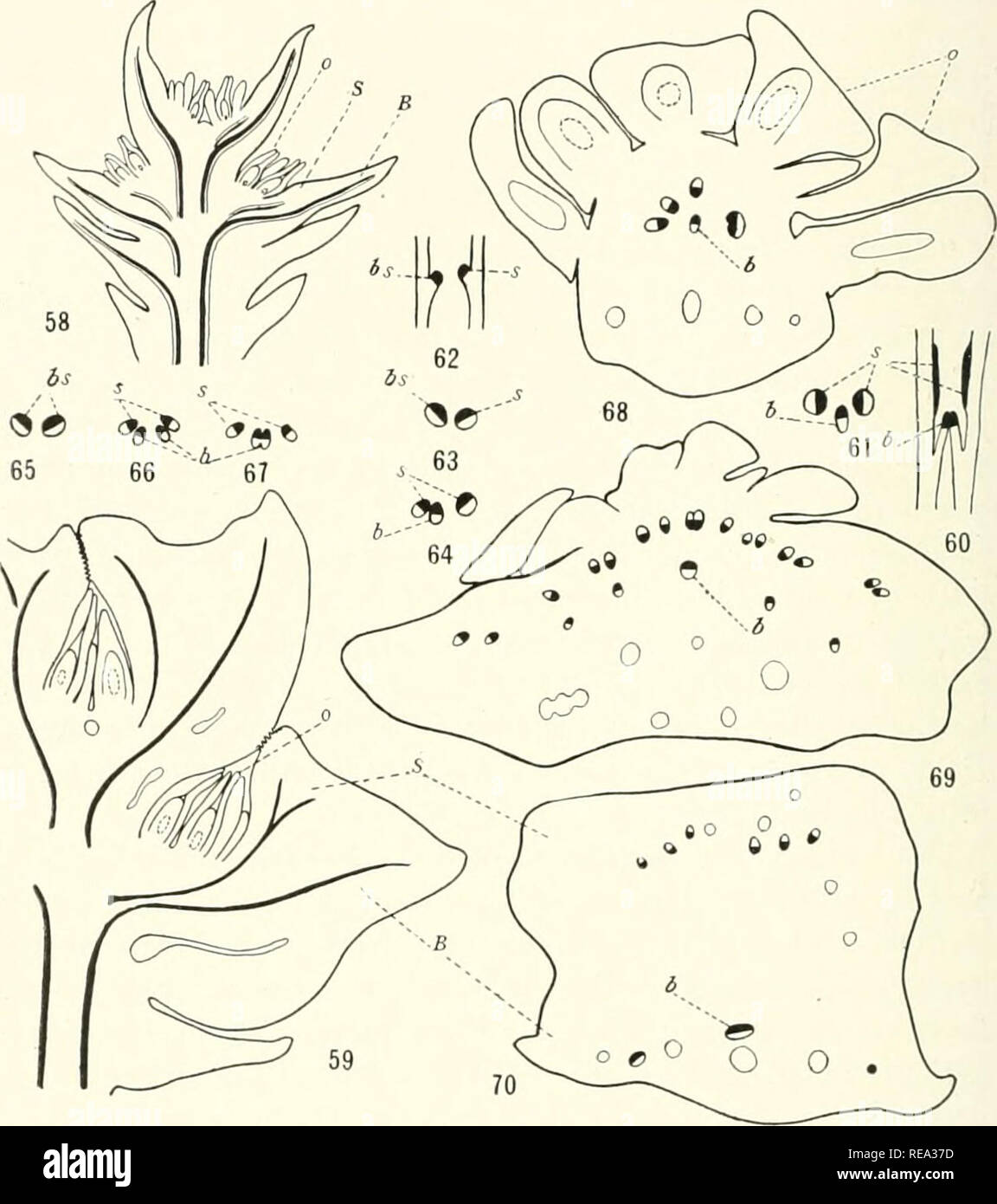 . Contributions from the Hull Botanical Laboratory. Plants. 290 BOTANICAL GAZETTE actively; the majority come to lie near the dorsal side of the sporophyll and have inverted orientation of xylem and phloem, but several twist around to each side of the bract bundle and have. Figs. 58-70.—Cnprc.ssiis Benthamii: tig. 58, longitudinal section of young stro- bilus, scale (S) evident only by slight elevations on upper side of sporophyll, and begin- ning of scale bundles; fig. 59, longitudinal section of older strobilus, scale (S) evident but incorporated with tissues of bract (B), X 7; figs. 60-67,  Stock Photo