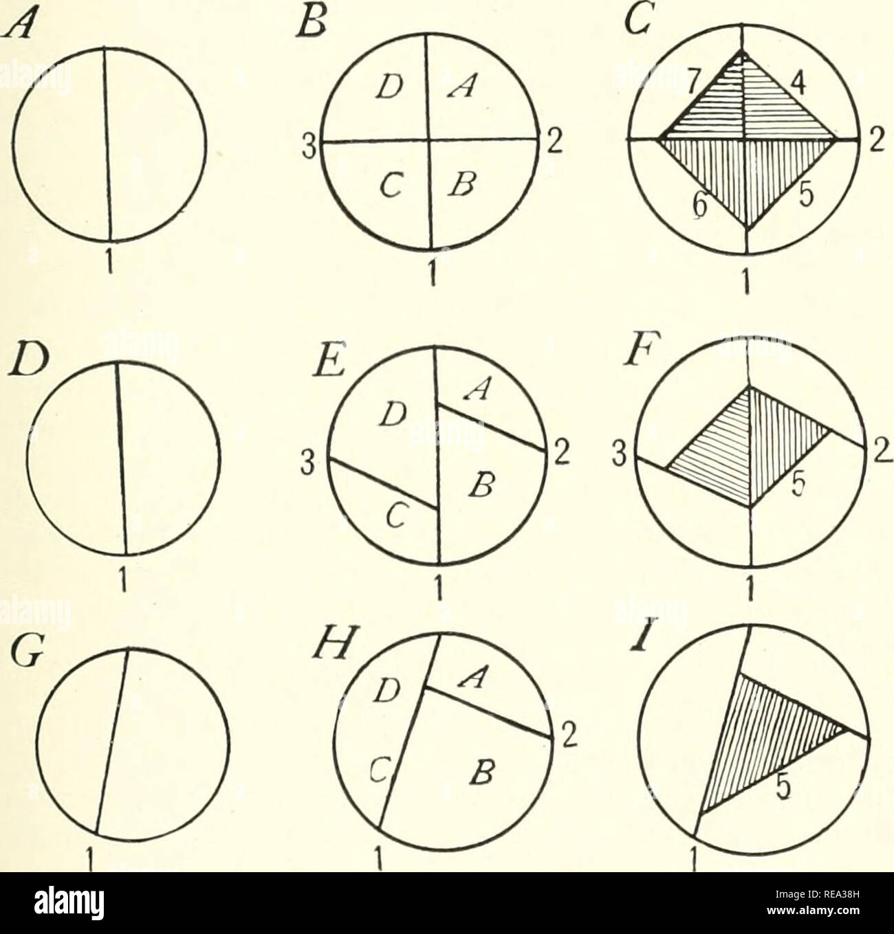 . Contributions from the Hull Botanical Laboratory. Plants. BOTANICAL GAZETTE characteristic of Marchantiales digs. A, By C), the vertical median wall (i) is followed by two walls (2 and 3) at right angles to the former, thereby forming quadrants {A, B, C, D). Four periclinal walls (4, 5, 6, 7) form a sterile wall cell and a spermatogenous cell. Fig. 1.—Explanation in text from each quadrant. In the Jungermanniales form (figs. D, E, F) the median vertical wall is followed by two walls corresponding to the second and third above, but somewhat inclined (2, 3, fig. E). Periclinal walls (5, 7) for Stock Photo