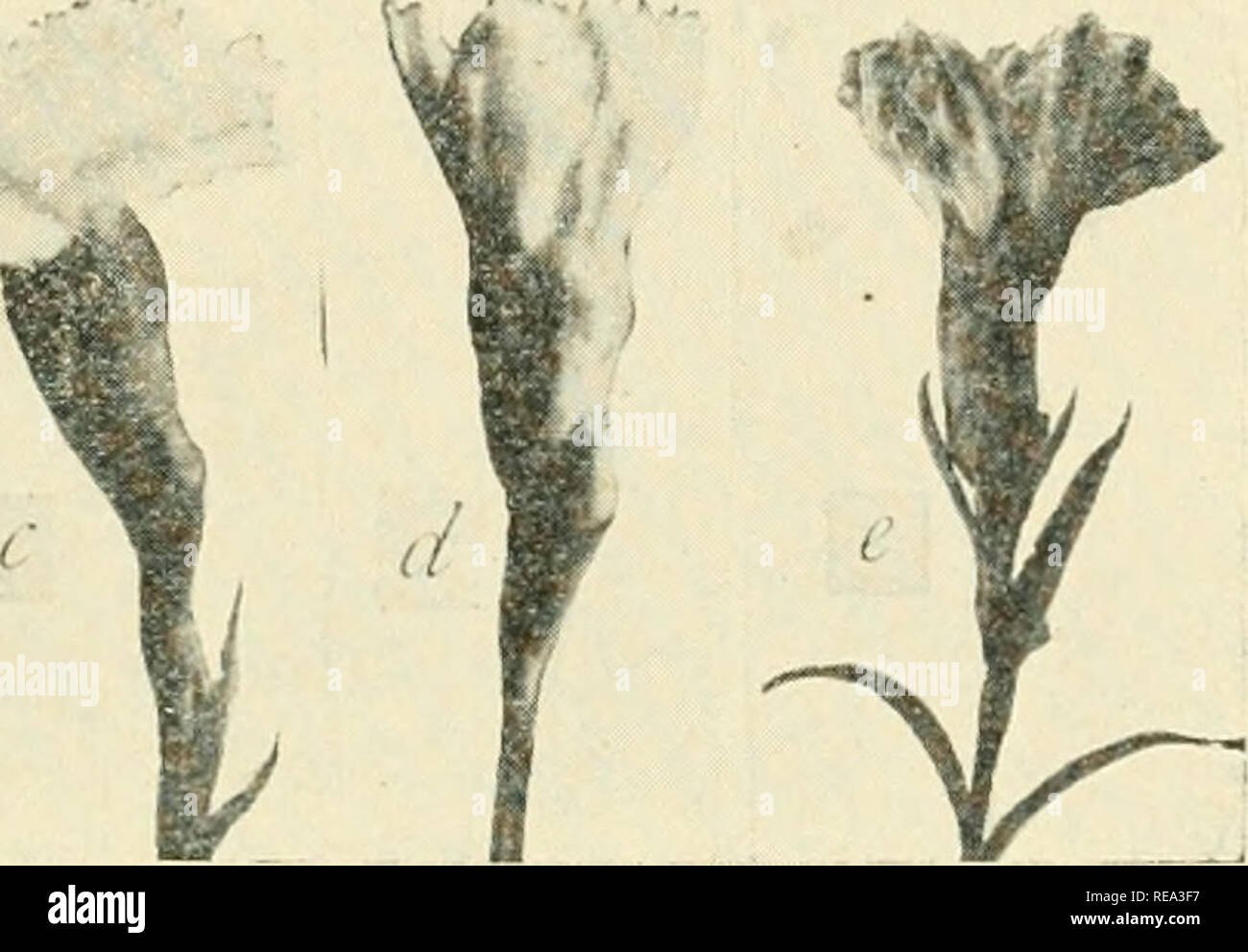 Ethylene gas flower hires stock photography and images Alamy