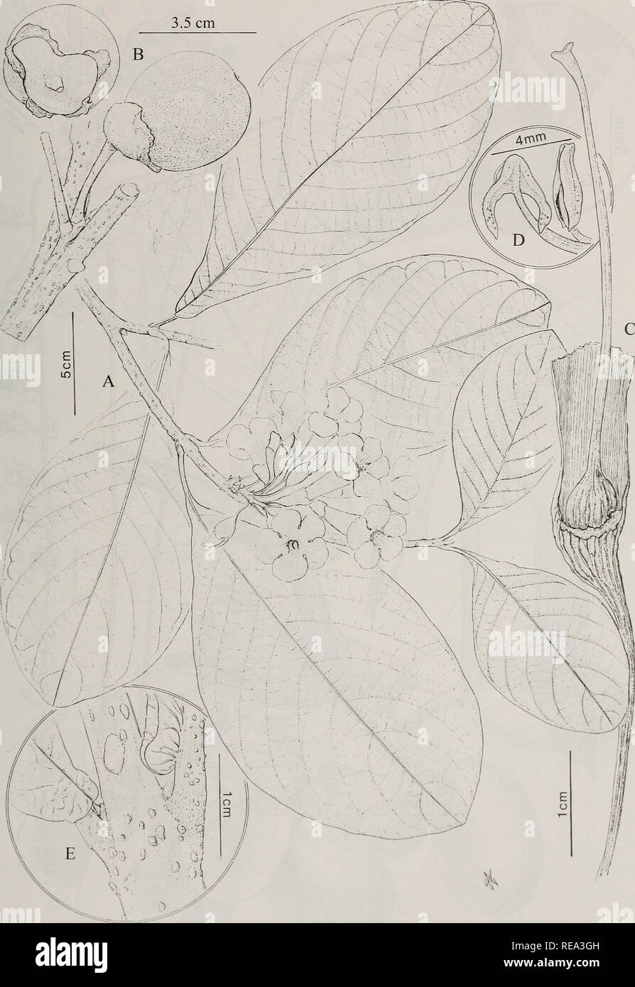 . Contributions from the United States National Herbarium. Botany. Checklist of the Mache-Chindul Mtns. 37. Figure 10. Exarata chocoensis A.H. Gentry. A. Branch with flowers. B. Branch with fruits. C. Calyx cut away to show pistil. D. Anthers. E. Base of lower leaves. (Based on: A, Pennington &amp; fife la Cruz 10550; B, Gentry &amp; Renteria 23980.) Reprinted with permission from Gentry (1992: Figure 1).. Please note that these images are extracted from scanned page images that may have been digitally enhanced for readability - coloration and appearance of these illustrations may not perfectl Stock Photo