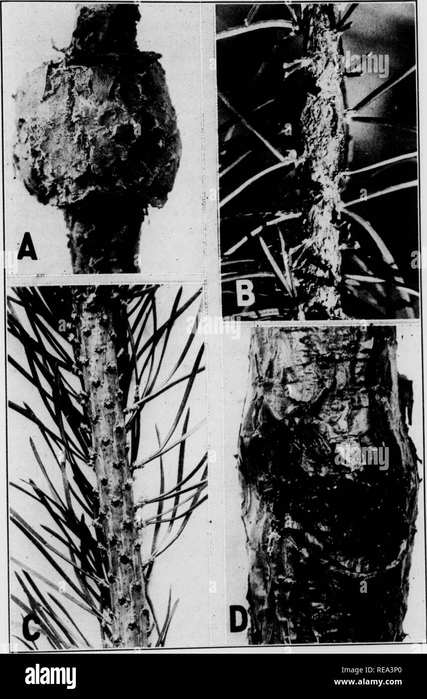 . Contributions from the Botanical Laboratory, vol. 12. Botany; Botany. 824 Phytopathology [Vol. 25 1935] Hutchinson: Gall-forming Peridermium 825 Microchemical tests. In connection with the histological study of sec- tions prepared by imbedding, a series of microchemical tests was made on sections freshly cut on the ether-freezing microtome. In most cases the tissues were sectioned a few minutes after they were removed from the tree. Starch, tannin, fats, resin, gums, cellulose, suberm, cutm, lignm, and pectin were identified by means of tests outlined by Eckerson^ or Stevens (34). . a Physio Stock Photo