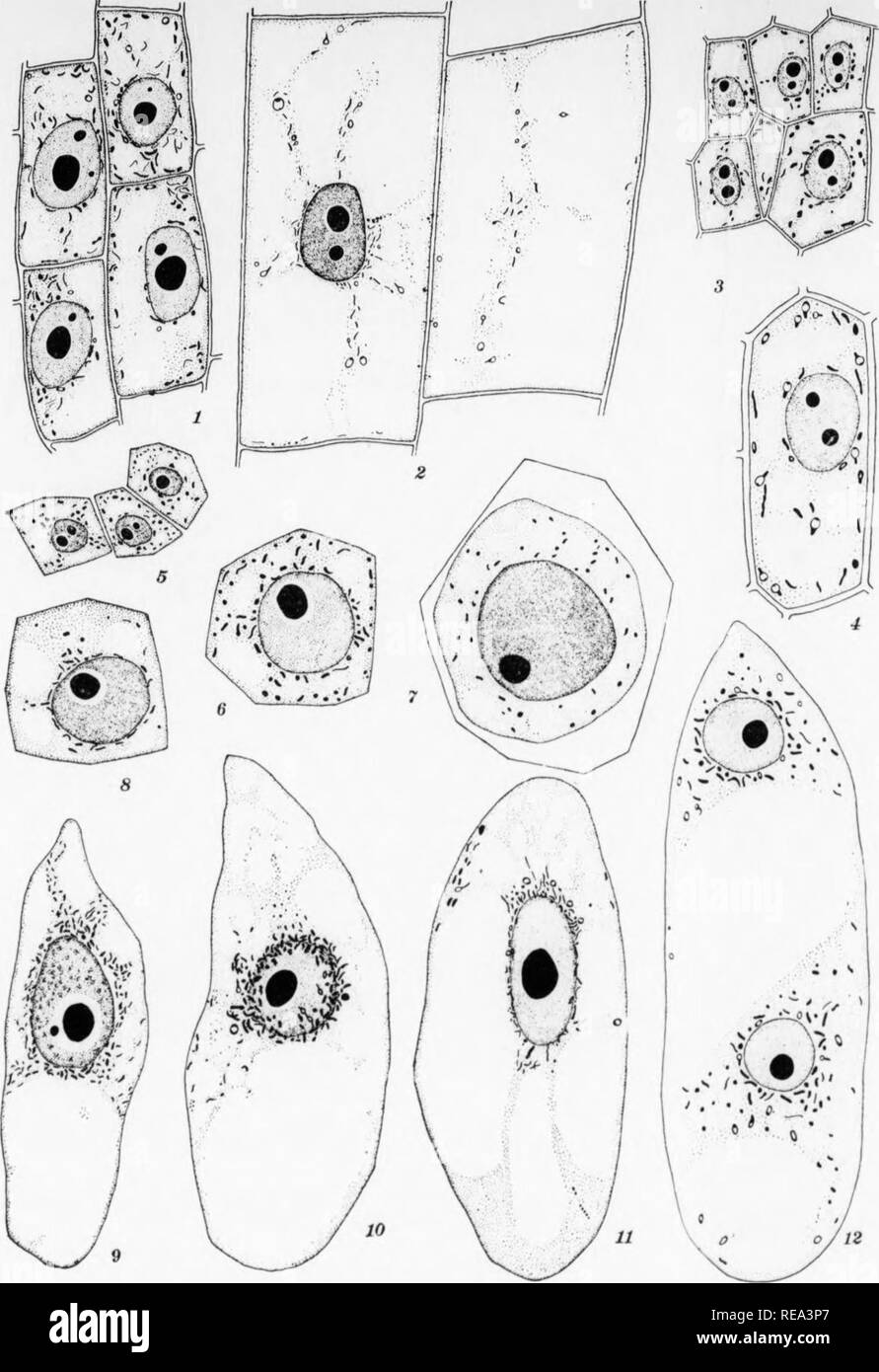 Cytoplasmic inclusions Black and White Stock Photos & Images - Alamy