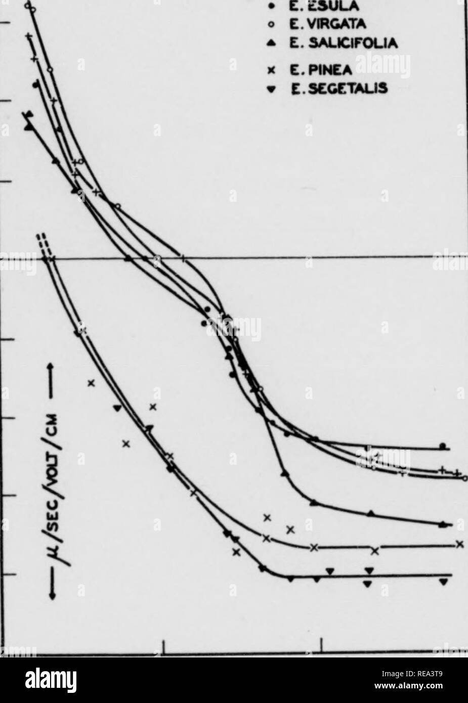 . Contributions from the Botanical Laboratory, vol. 11. Botany; Botany. 9U&gt; 6.0 SO 4.0 pH SO 5.0 Fig. 8, 9. Fig 8 (left). Mobility curves of latex particles from the section Tithy- malus, sub-section Galarrhaei, with smooth capsules. Fig. 9 (right). From the group With warty capsules. ^ ^ losa and pH 4.1 for E. lagascae. On the basic side of the range both curves show a hump, but E. pilosa reaches a plateau on both sides before E. lagascae (hg. 8). Protein reactions were low in this group. ttt Capsule covered by hemispherical, cylindrical or filamentous, elongated warts. Â° Here, E. polychr Stock Photo