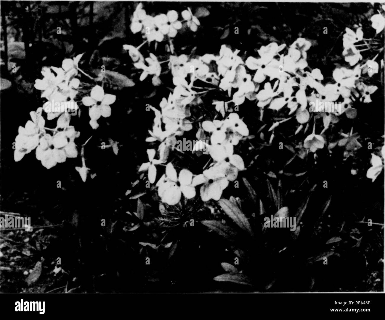 . Contributions from the Botanical Laboratory, vol. 9. Botany; Botany. 20 PROCEEDINGS OF THE ]&gt;ART0N1A, No. 13 Plate 4 m m 8. Phlox stolonifera Sims. Creeping Phlox. Plate 4. History.â^0 far as recorded this Phlox was first observed, in Georgia, by the horticultural collector John Eraser in 1786, and living material sent by him to England in 1801 formed the basis of the specific description by Sims.^ It was also found about the same time by Michaux^ and named P. reptans; this has been widely used, but since Sims's name has a yearns priority, Michaux's must be relegated to synonymy. Subse- q Stock Photo