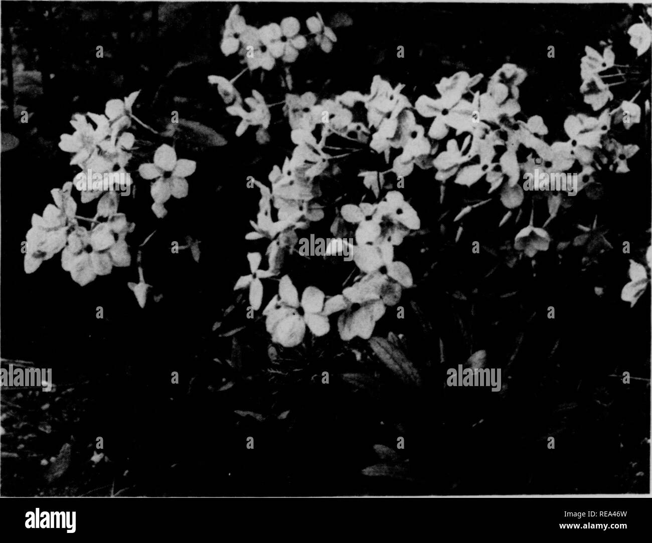 . Contributions from the Botanical Laboratory, vol. 9. Botany; Botany. 20 PEOCEEDINGS OP THE I 8. Phlox stolonifera Sims. Creeping Phlox. Plate 4. History.âSo far as recorded this Phlox was first observed, in Georgia, by the horticultural collector John Eraser in 1786, and living material sent by him to England in 1801 formed the basis of the specific description by Sims.^ It was also found about the same time by Michaux^ and named P. reptansj this has been widely used, but since Sims's name has a year's priority, Michaux's must be relegated to synonymy. Subse- quent names for the same species Stock Photo