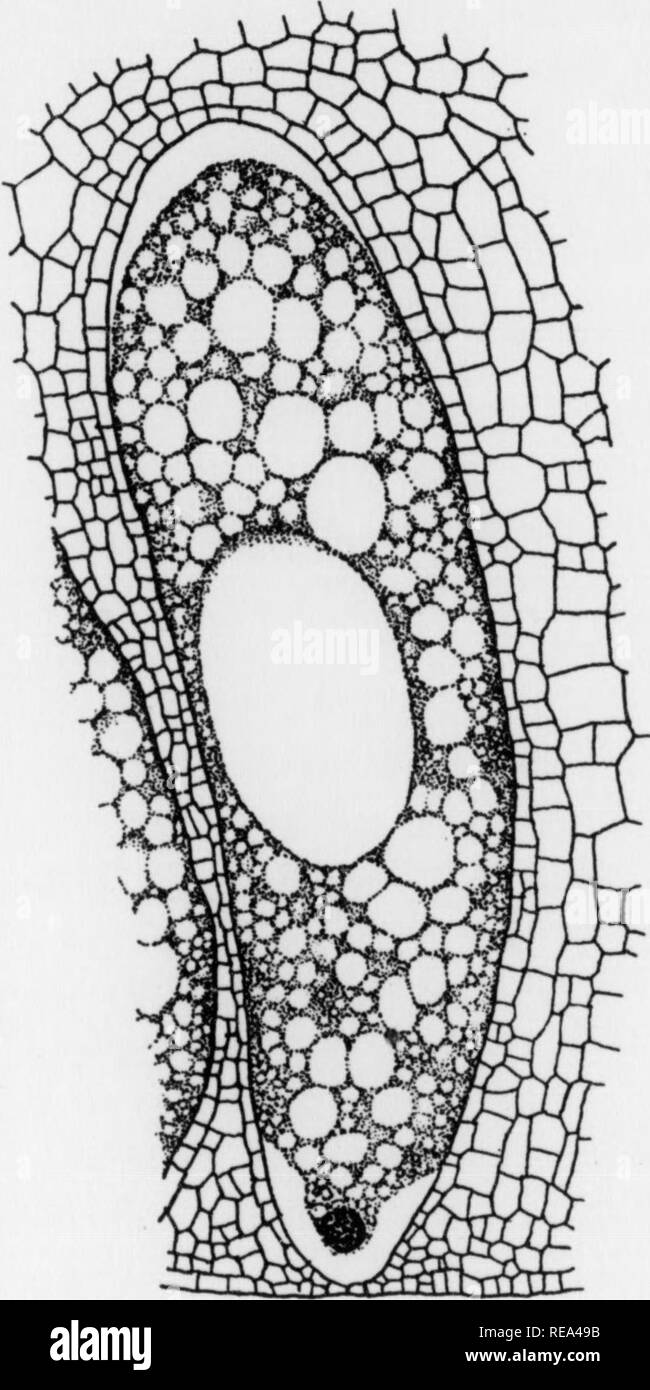 . Contributions from the Botanical Laboratory, vol. 7. Botany; Botany. 200 Seifriz gametophyte of the cycad Ceratozamia (Fig. 19), down to the smallest space which gives to chromatin material its reticular appearance. Chamberlain makes the fundamental statement that the largest and smallest vacuoles are of the same morphological nature, i. e., the vacuoles of the chromatin (from anaphase to late prophase of the next mitosis) are of the same nature as those of the cytoplasm, only much smaller. He adds that any theory of heredity which is based on a linear arragement of genes will have to be aba Stock Photo