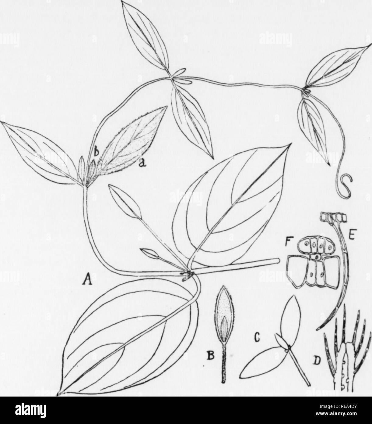 . Contributions from the Botanical Laboratory, vol. 7. Botany; Botany. The Water-Storing Bracts of Mendoncia coccinea Veil, of Brazil John W. Hakshukkcer Mendoncia is a genus of the family Acanthaceae, the twenty species of which are found in tropical America principally in Brazil, Guiana, Peru and an outlying species, M. costaricana Oerst. in Costa Rica. The plants of the genus are shrubs, or vines, usually well-provided with a hairy covering. The sim- ple leaves are opposite and the floral bracts are likewise with their e.lges adherent. Each pair of opposite bracts usually encloses a single  Stock Photo