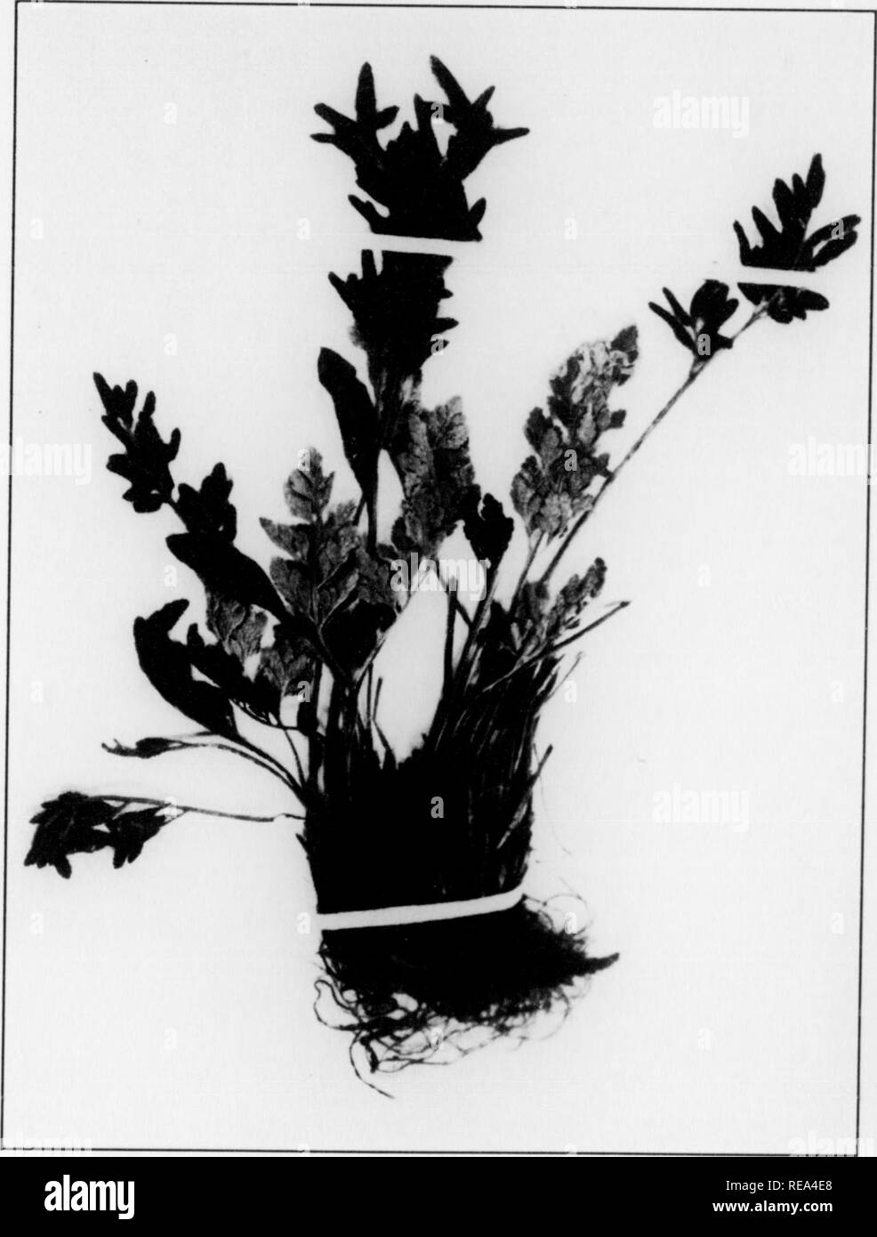 . Contributions from the Botanical Laboratory, vol. 7. Botany; Botany. 3- 24 JOHN W. HARSHBERGER grassy bank to prevent the sods of grass from slipping down. One plant of this group was collected by the writer. Cryptogramma acrostichoides R. Br. The parsley fern has a tufted habit with fertile fronds taller than the sterile. The numerous stipes are straw colored. This common fern grows abundantly on the screes above Lake Agnes in the Canadian Rocky mountains and was collected there (Fig. 7). It is a typical scree-banker. Addenda A few notes should be added about a few scree plants of Aha Peak, Stock Photo