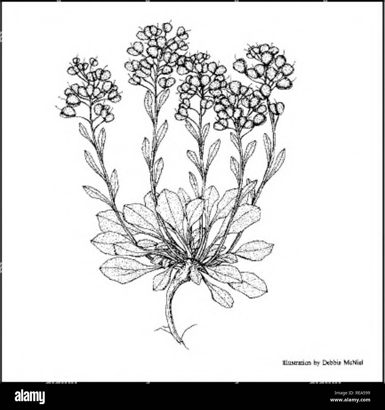 . Plant species of concern and plant associations of Powder River county, Montana . Plant communities; Endangered plants; Rare plants; Botany; Plant conservation. Figure 26. Illustration of Physaria brassicoides petals that are 9 to 12 mm long and 4 separate sepals. The ascending, inflated fmits are 1 to 2 cm long, at least as wide, and flattened on top. They are 2-lobed witli the locules (lobes) more deeply defined above than below. There are 2 ovules in each of the locules, attached at the top of the replum (suture between tlie two locules), and tlie replum has a linear outline. The style is Stock Photo