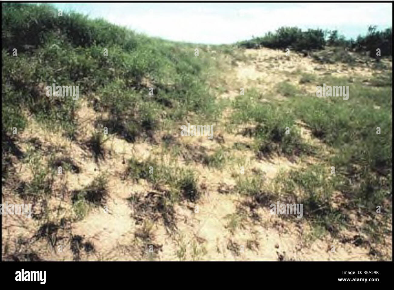 . Plant species of concern and plant associations of Powder River