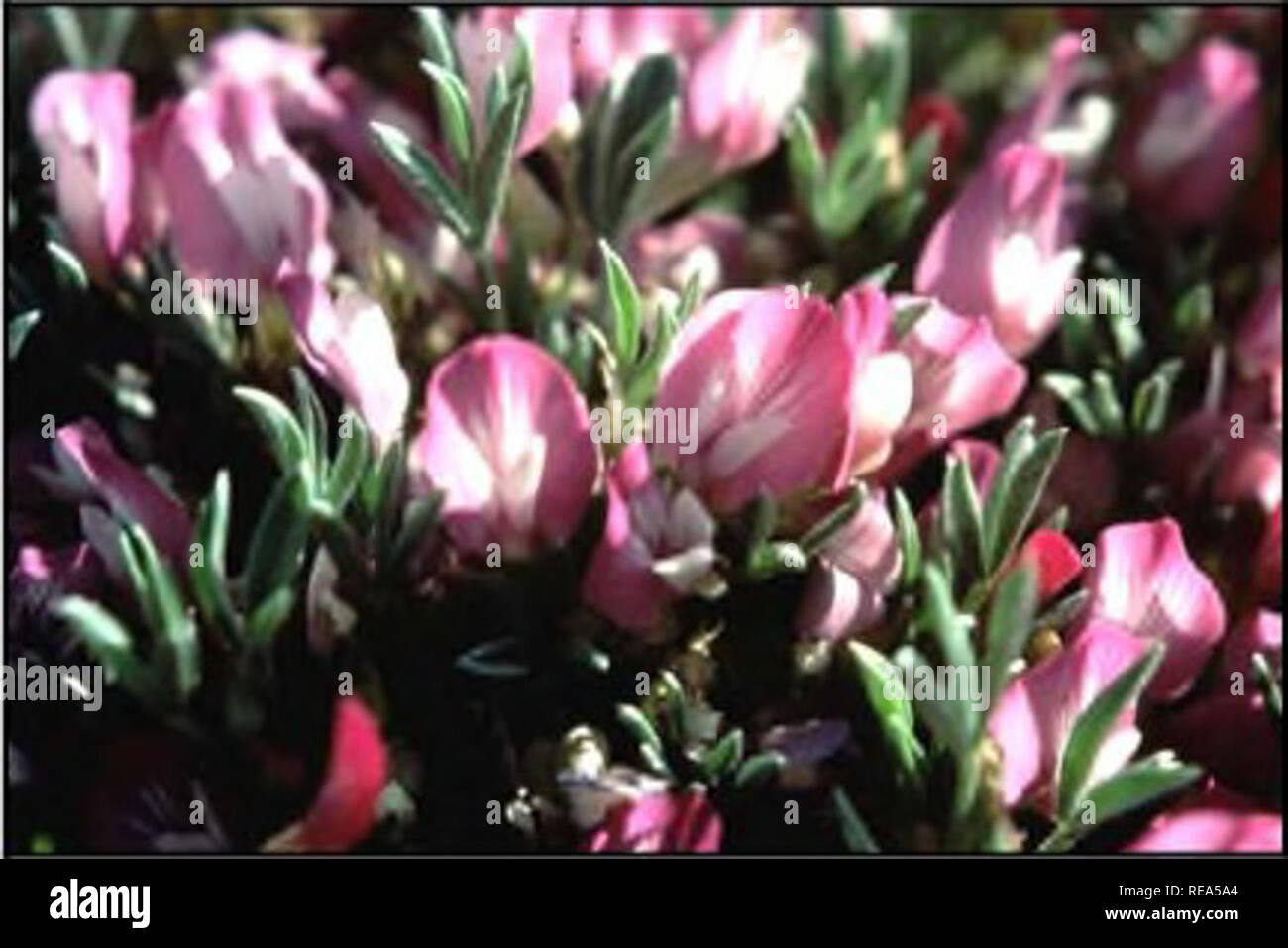 . Plant species of concern and plant associations of Powder River