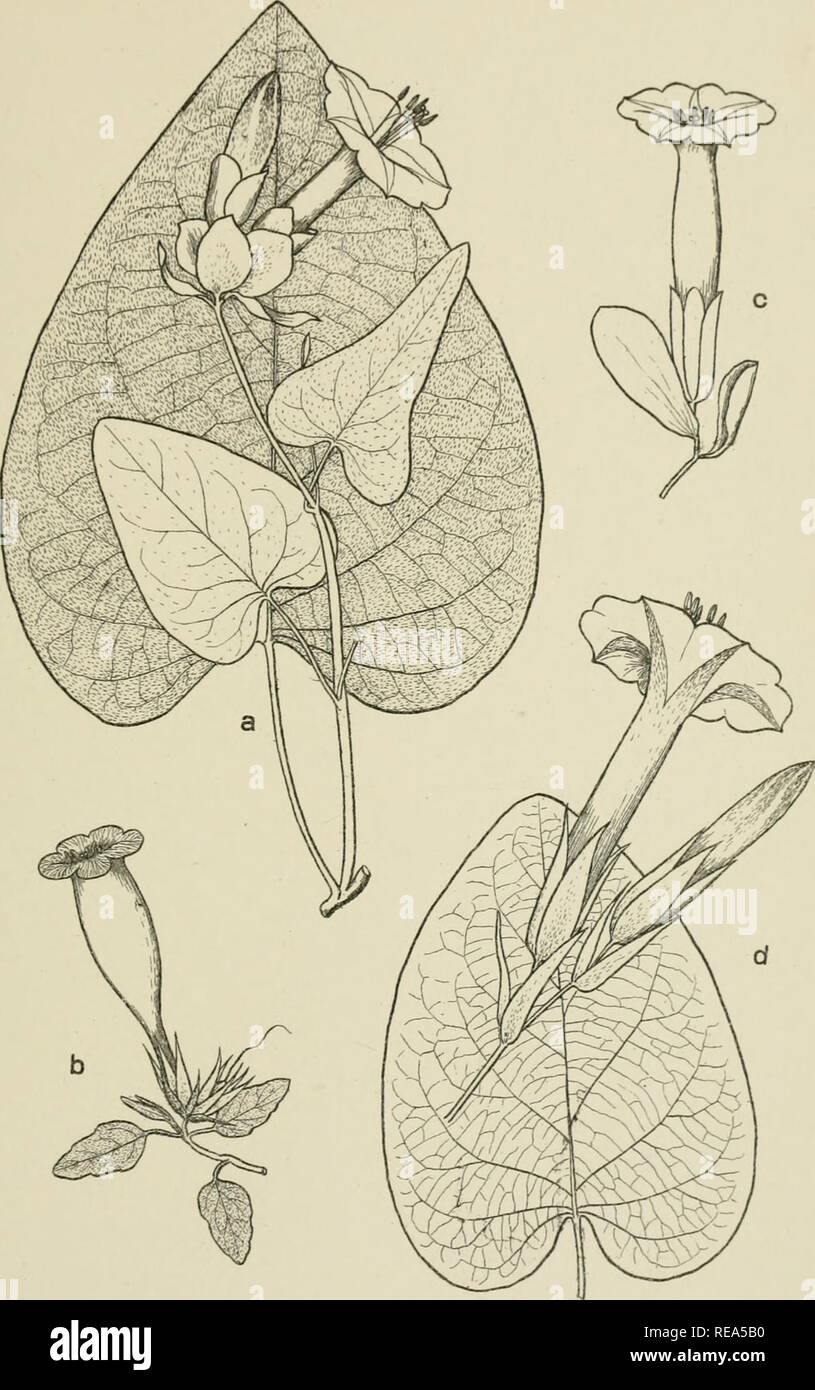 . Contributions from the New York Botanical Garden. Plants. Bull. Torrey Club Volume 35, Plate 1. a. EXOGONIUM RUDOLPHII (Roein.&amp; Schult.) House b. EXOGONIUM VELUTIFOLIUM House c. EXOGONIUM RACEMOSUM (Poir.) Choisy d. EXOGONIUM WRIGHTII House. Please note that these images are extracted from scanned page images that may have been digitally enhanced for readability - coloration and appearance of these illustrations may not perfectly resemble the original work.. New York Botanical Garden. New York : The Garden Stock Photo
