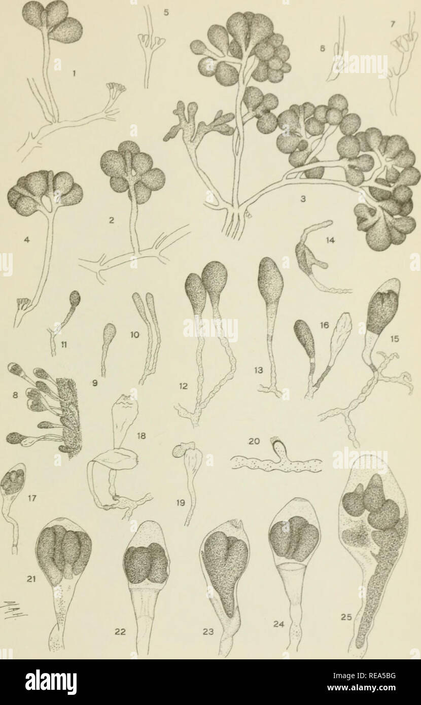 . Contributions from the New York Botanical Garden. Plants. Bull. Torrey Club VULUMK 34, PLATE 2ti. I and 2 HALIMEDA TUNA (E11.&amp; Soland) I&gt;amour. 3-7 HALIMEDA TRIDENS (Ell &amp; Soland) l.amour. 8-25 AVRAINVILLEA NKJklCANS Decaisne.. Please note that these images are extracted from scanned page images that may have been digitally enhanced for readability - coloration and appearance of these illustrations may not perfectly resemble the original work.. New York Botanical Garden. New York : The Garden Stock Photo