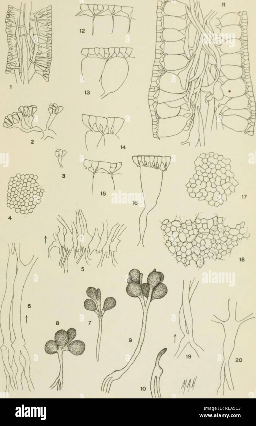 . Contributions from the New York Botanical Garden. Plants. Bull. Torrey Club Volume 34, plate 25. 1-10 HALIMEDA TUNA (Ell &amp; Soland) Lamour. 11.20 HALIMEDA DISCOIDEA Decaisne.. Please note that these images are extracted from scanned page images that may have been digitally enhanced for readability - coloration and appearance of these illustrations may not perfectly resemble the original work.. New York Botanical Garden. New York : The Garden Stock Photo