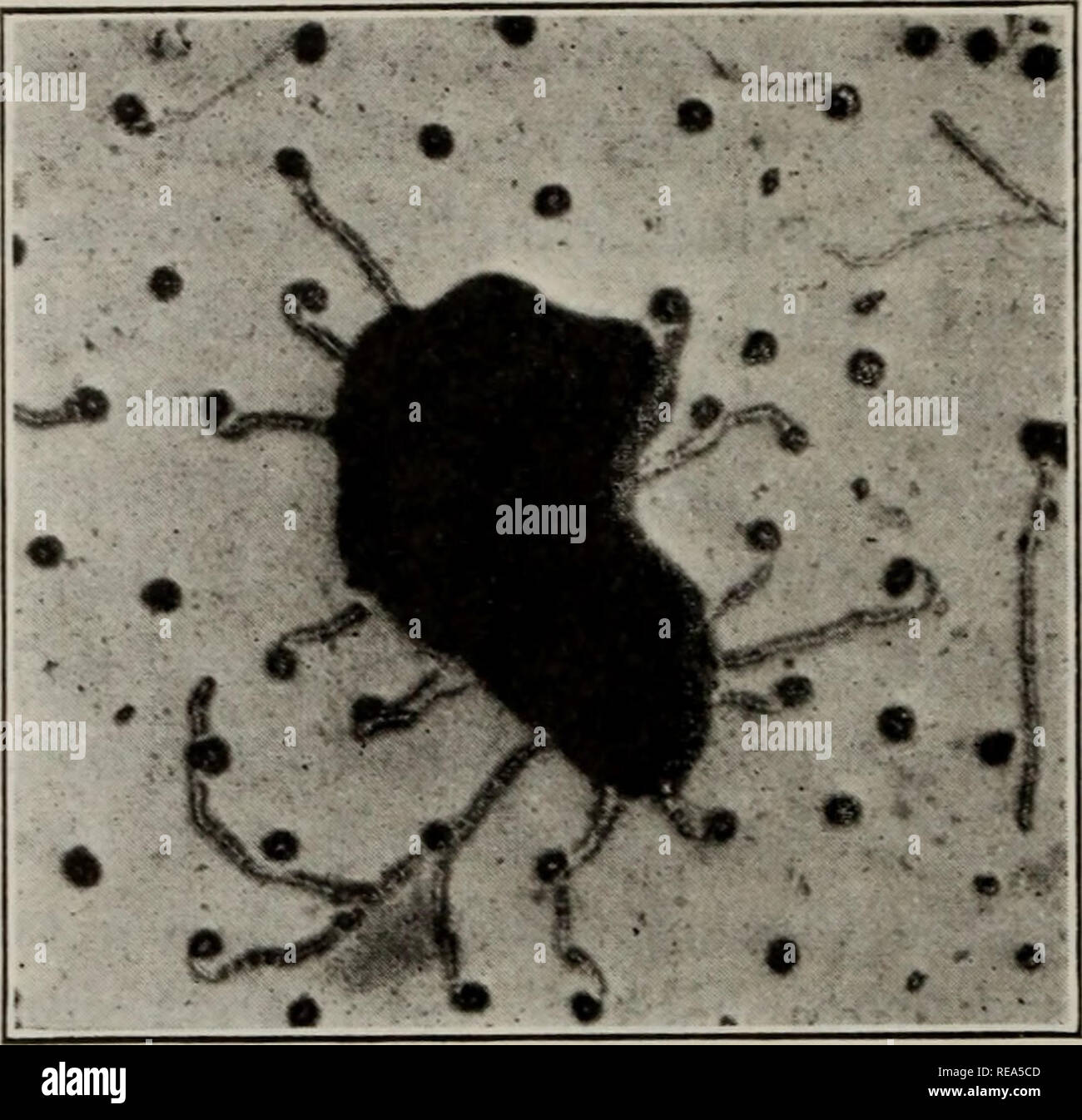 Contributions from the Laboratory of Plant Genetics. 420 AMERICAN