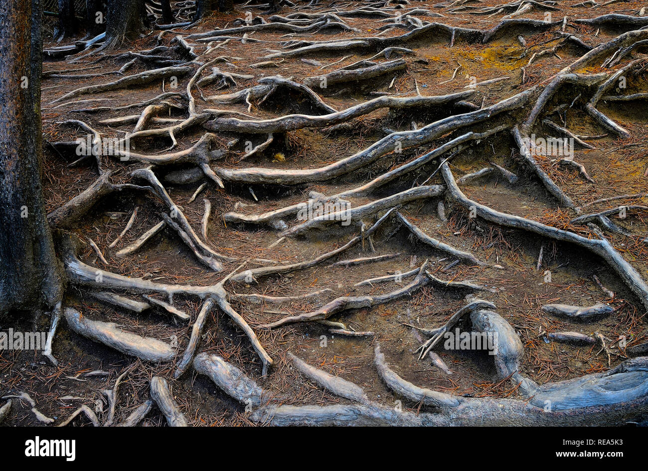 Horizontal Tree Roots A horizontal image of exposed tree roots on a path at Sunwapta Falls on ...