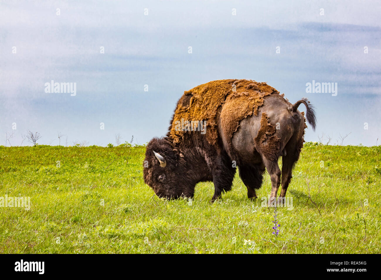 American bison (incorrectly referred to as a "buffalo") at the Maxwell