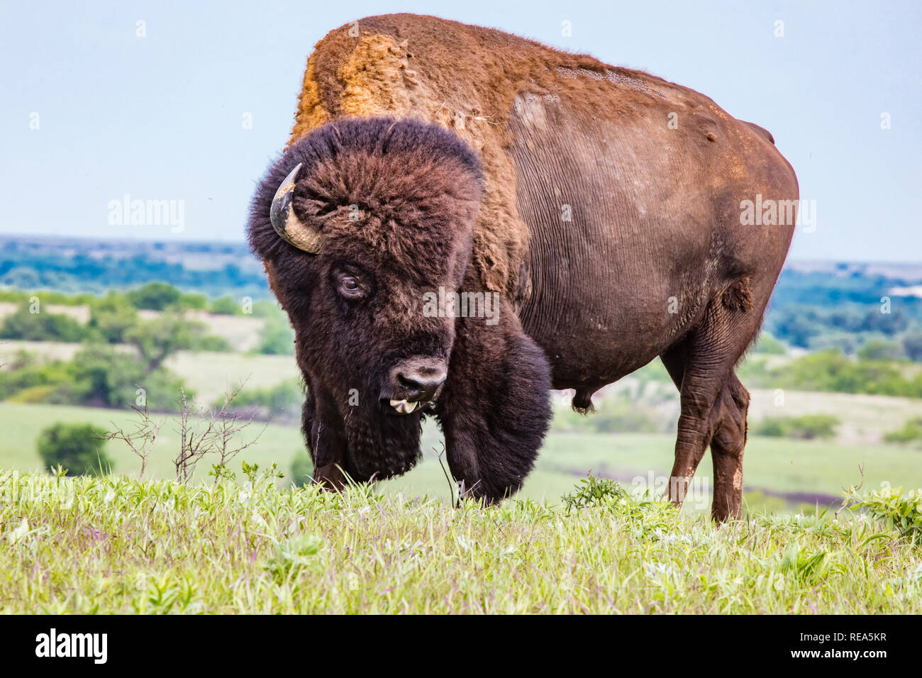 Bison kansas hires stock photography and images Alamy