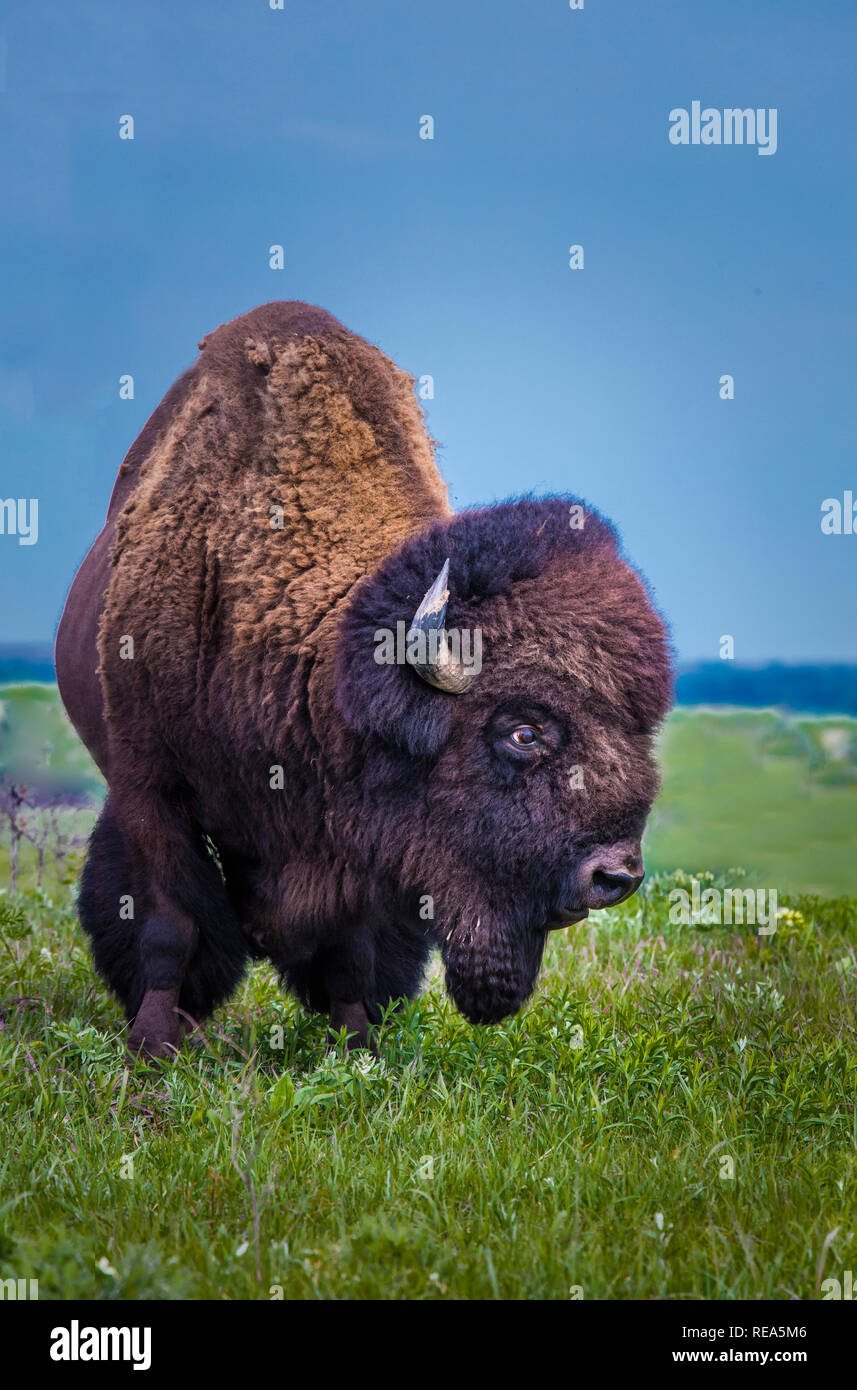 Long horned bison hires stock photography and images Alamy