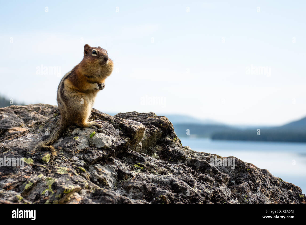 A Yellow Pine Chipmunk (Neotamias amoenus) stands on a rocky outcrop in Glacier National Park, Montana. Stock Photo