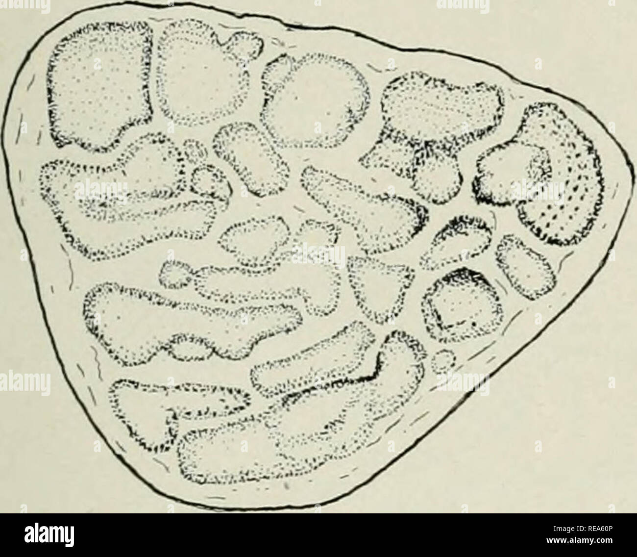 Contributions Biology M Fa Fi Jff0 Y Gg J A Quot A A A A F G 7 Csfe M Fig 8 Please Note That These Images Are Extracted From Scanned Page Images That May Have