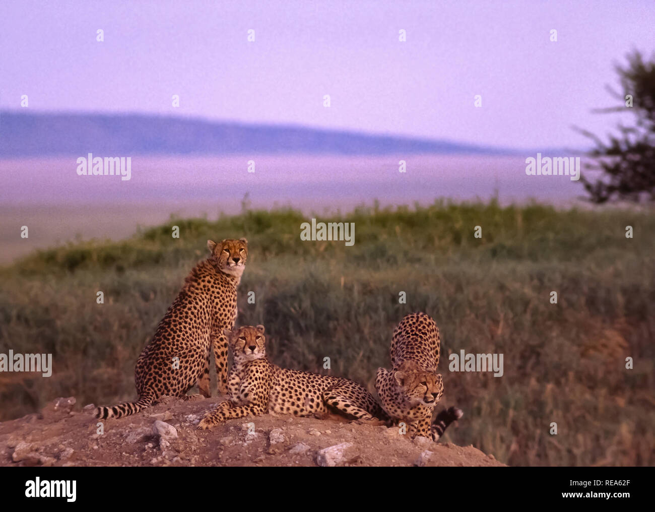 Cheetah on kopje (rock outcropping), Serengeti National Park, Tanzania ...