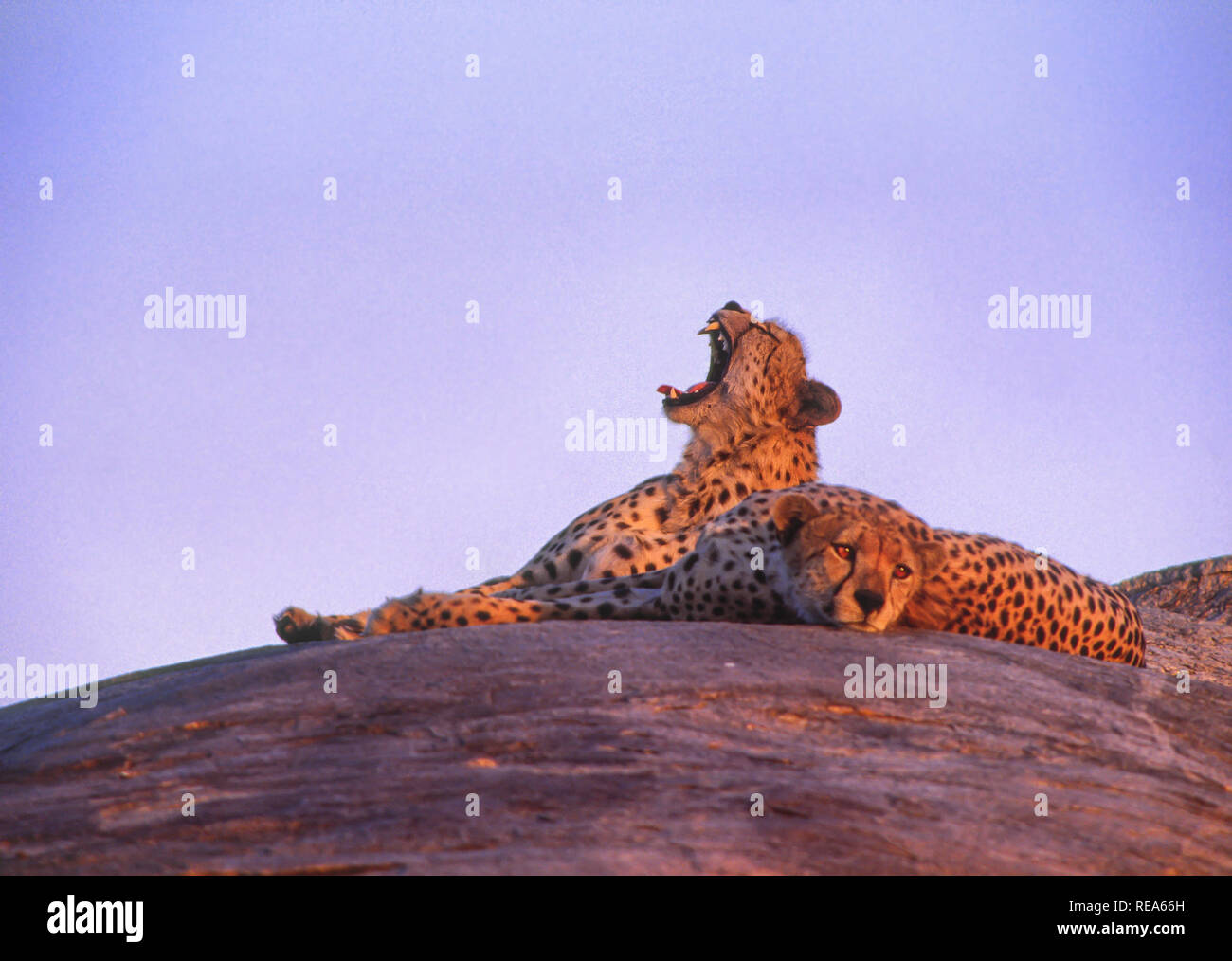 Cheetah on kopje (rock outcropping), Serengeti National Park, Tanzania ...