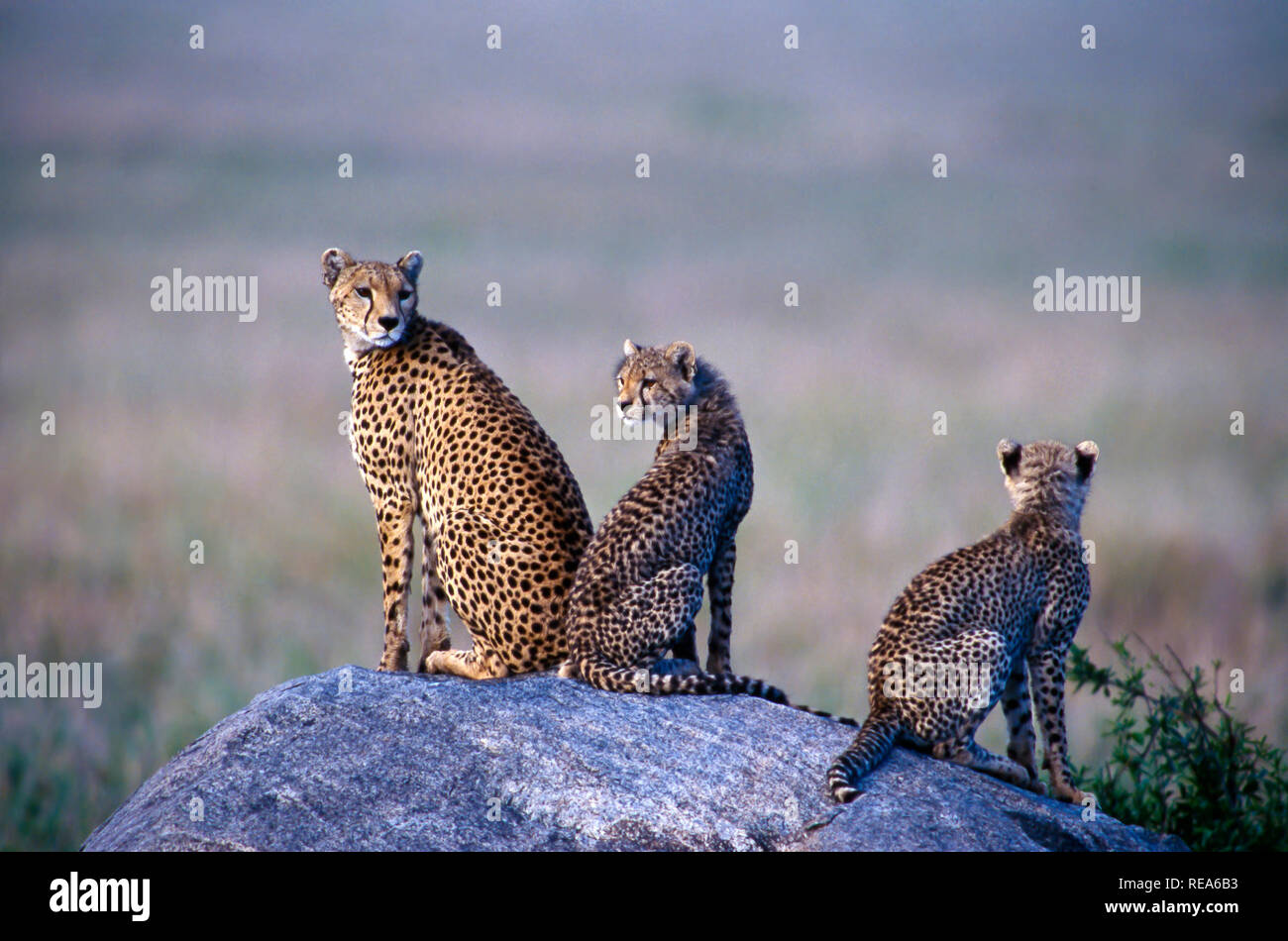 Cheetah on kopje (rock outcropping), Serengeti National Park, Tanzania ...