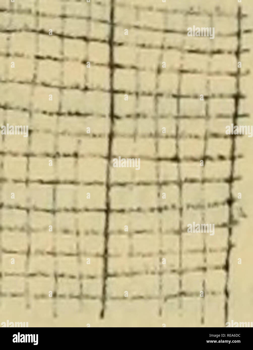 Paramylon hires stock photography and images Alamy