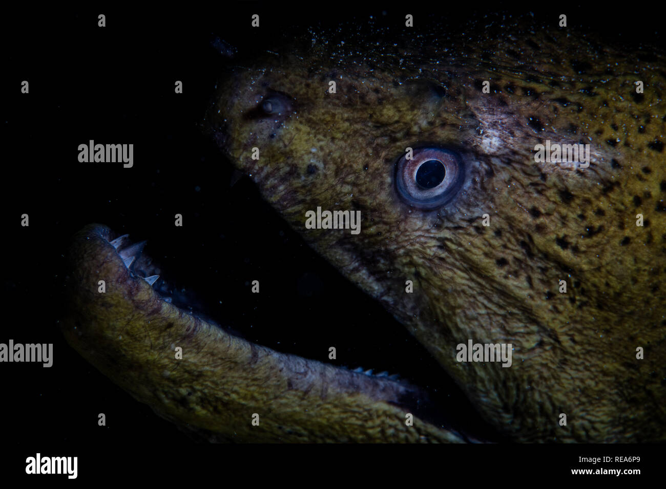A Giant moray eel opens its toothfilled jaws on a coral reef in the