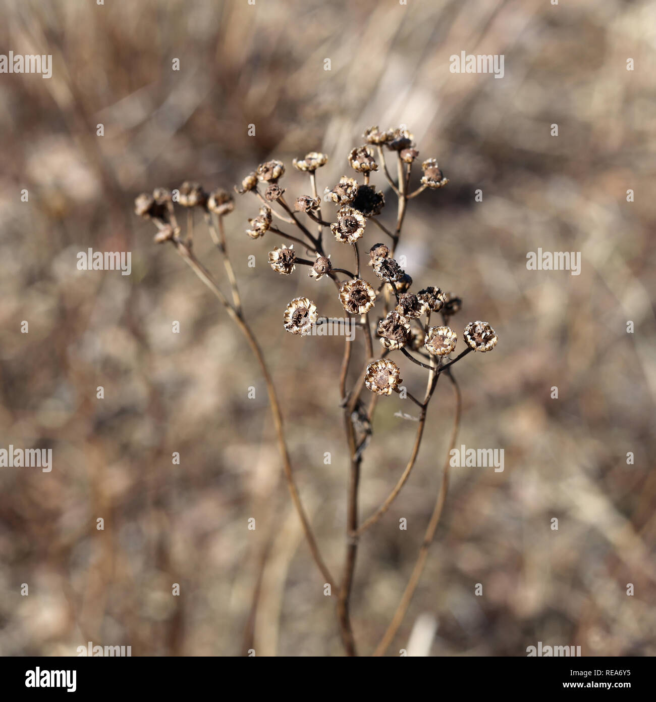 Brown dead flower photographed in Finland. Beautiful soft brown background. Stock Photo