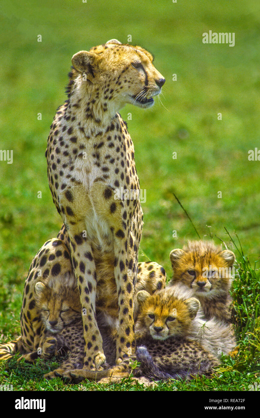 Cheetah with cubs, Serengeti National Park, Tanzania. Mortality rate of cheetah  cubs is 50 Stock Photo - Alamy