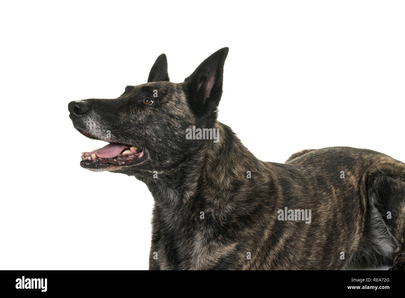 Portrait of the head of a Dutch Shepherd dog, brindle coloring