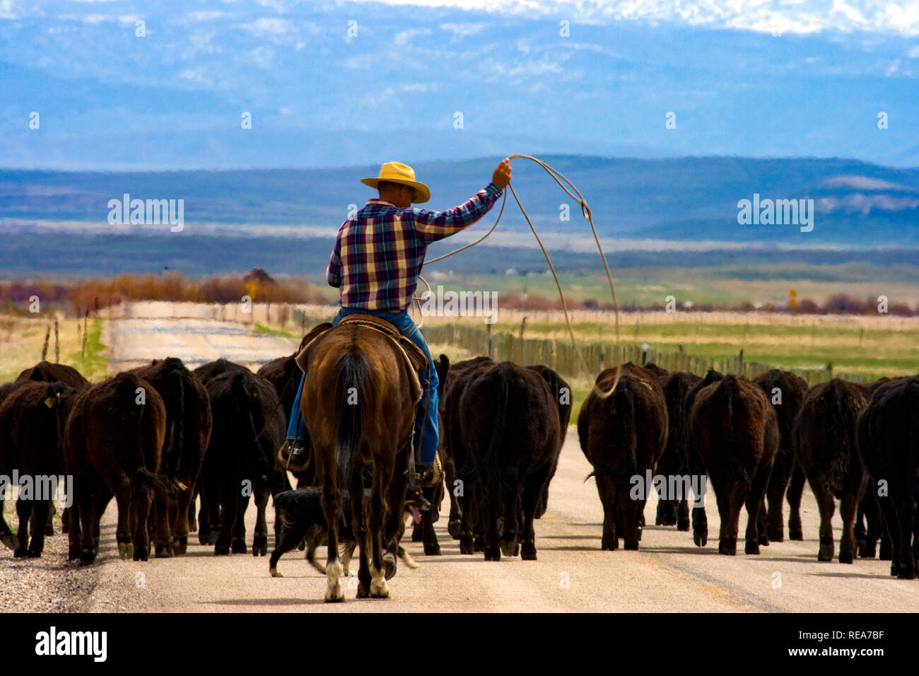 Cattle drive. In the region of the Upper Green River Basin traditional ...