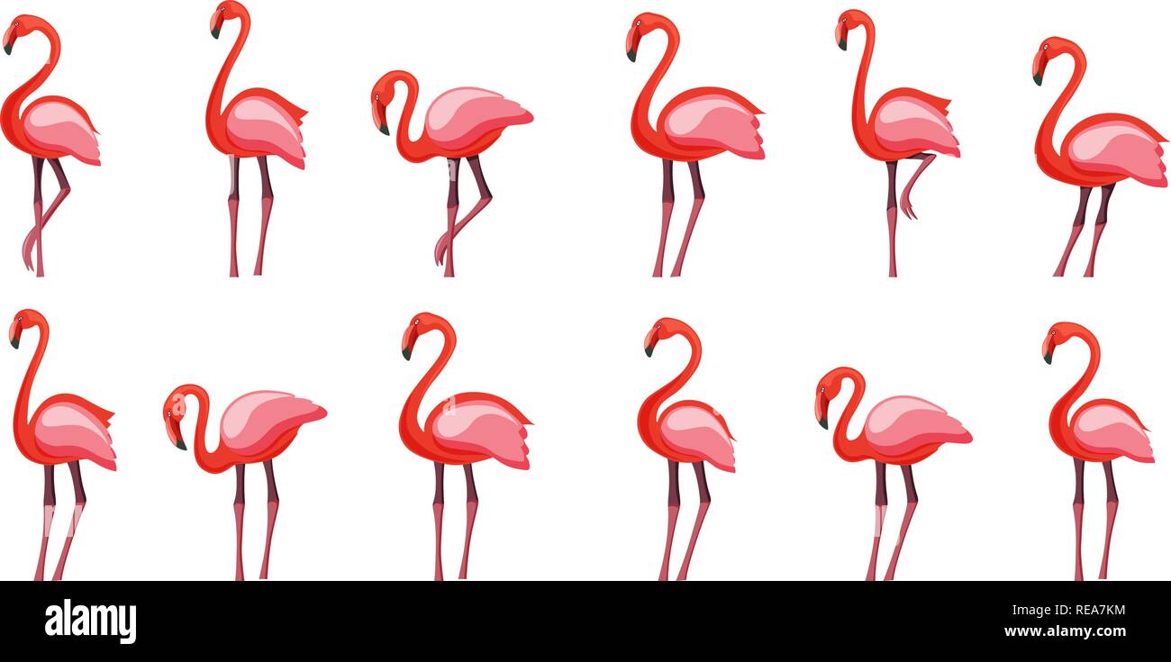 Pink flamingo set, vector illustration Isolated on white background ...