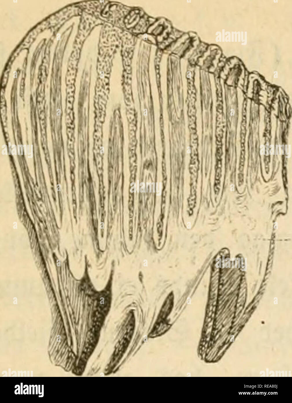 Page 3 35 Bl High Resolution Stock Photography And Images Alamy