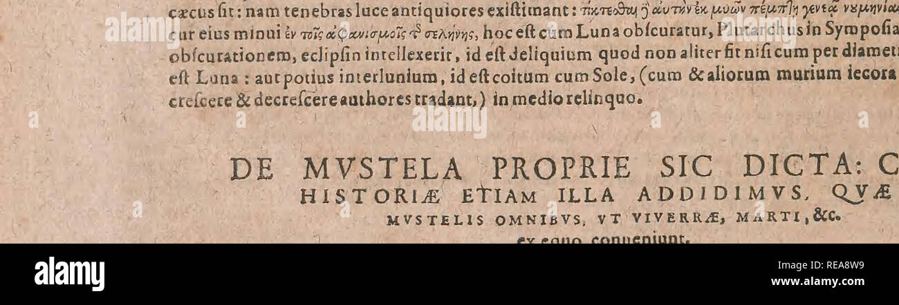 . Conradi Gesneri medici Tigurini Historiae animalium liber primus de quadrupedibus viuiparis : opus philosophis, medicis, grammaticis, philologis, poe?tis, &amp; omnibus rerum linguarumq?ue variarum studiosis, vtilissimum simul iucundissimumq?ue futurum. Pre-Linnean works; Zoology. ^«/(V^j.vcDauidKjmhjfcribit.Chald^ustraftulict^'^^^^^^^^^^ &amp; t1&quot;Vj»A&quot;'?- Author Concotdantiarura Hebraic. ri^T^,/^c&gt;;?^,!nterpretatUr cetcppjrhccum vel cephum:&amp; conesreddiE.Ko^hquideailacertigenus v6lcham(;leonremmcerpretanturLcultici n.Promuftelaapud Alber- tum barbarsvocabulaScgimushis&amp;h Stock Photo