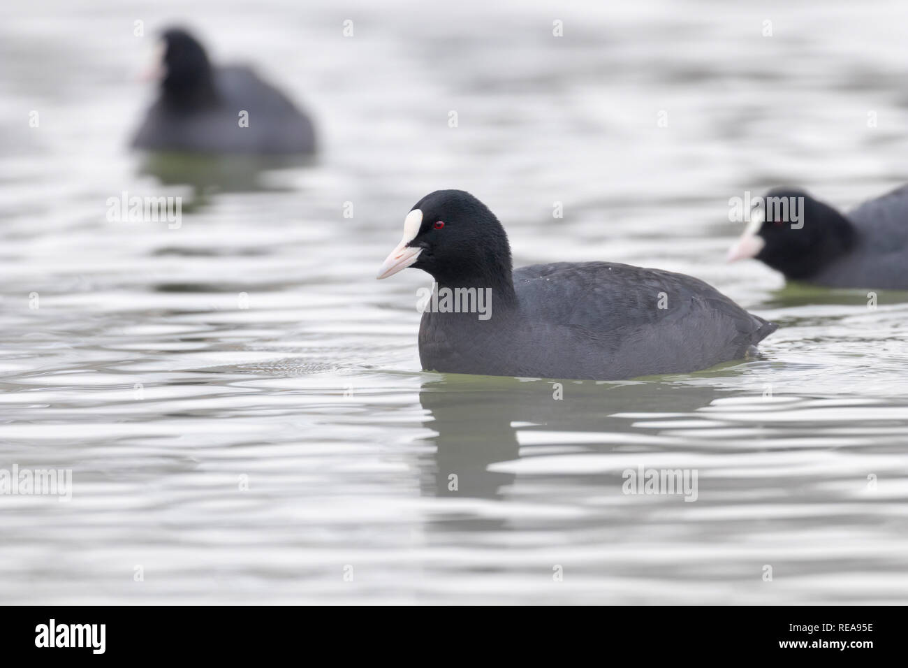 American coots hi-res stock photography and images - Alamy