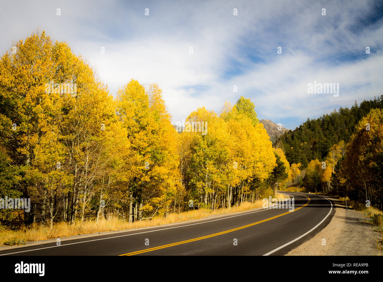 Golden Corralled - The Carson Pass Highway encircles an aspen grove in autumn gold. Picketts Junction, California, USA Stock Photo