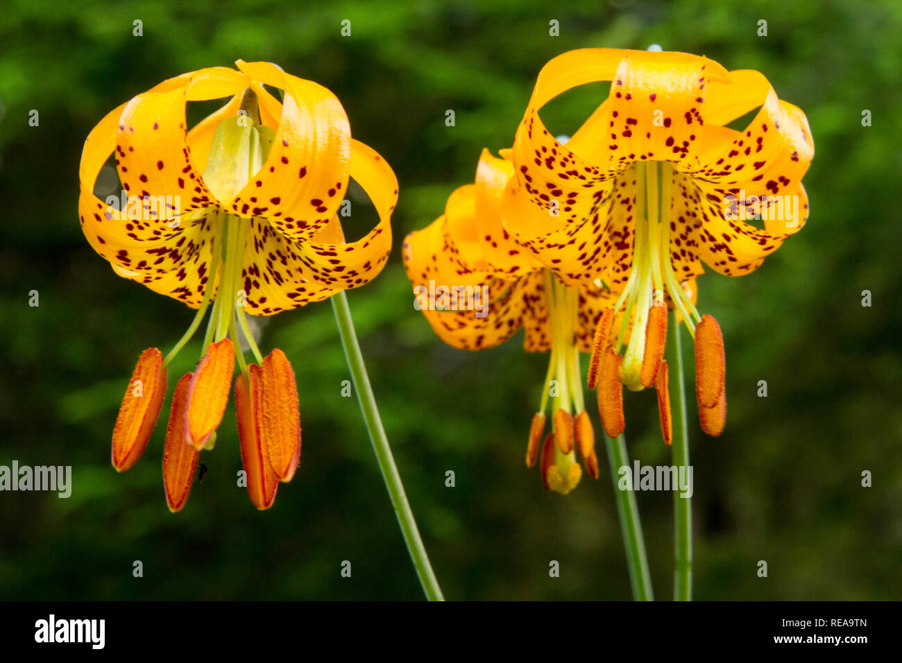 Tiger Lilies - Olympic National Forest, Sequim, Washington, USA Stock Photo