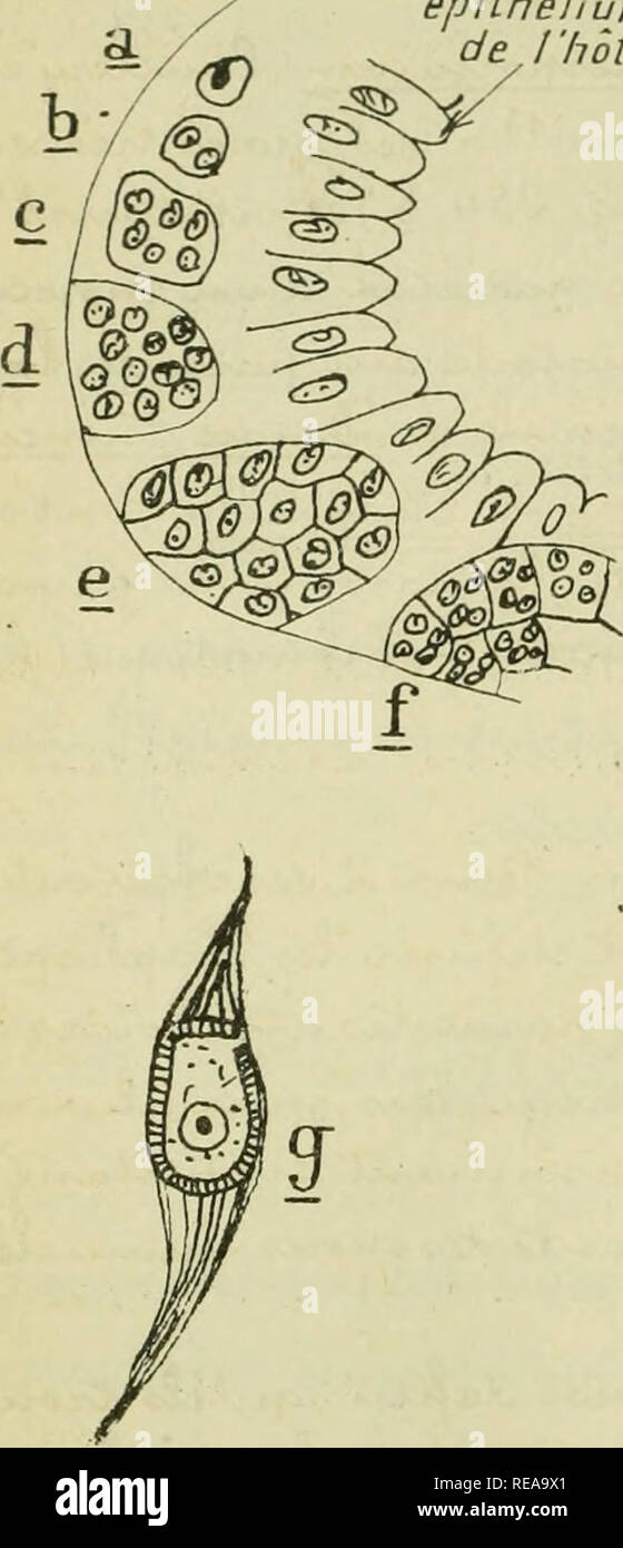 Confnces De Zoologie Faites A Sorbonne Protozoa A Kk Epithelium De L Ha Te Xia Gt D 2a Yvjiuie Y C Qof D Aj Y D Amp Yj Ksj O Vvviaxaa Ouje T Yovxy W Is Xaycxaa Y Da Po Vu V6tl Gt Ihwyteo A