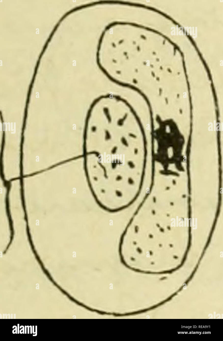 Confnces De Zoologie Faites A Sorbonne Protozoa Bla C Pharop Fiq 2 Z T Troteosomapraecox Grassi Etteletti Hartmann Noyau De La Cellule Ha Te A M C Ix Gt Vf I Ta Ch Tfi Ije Lt 3u Lt X Vaj Zx Vt T Act 228 Heeirloproa E Gs Col