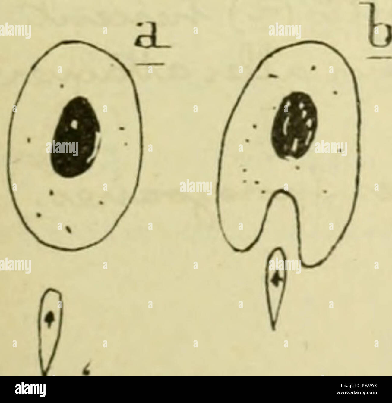 Confnces De Zoologie Faites A Sorbonne Protozoa Fig 223 Lankesterel A Ranariim Lankester Sl Trophozoite J Schizoqonie Dans Un Alobule Desenq Vv X 0 Caa U C Lt Xa Exte Co Utjb A Jou O Exi Tv W T Y R Ix Gt Tcouaa Cc J Coot