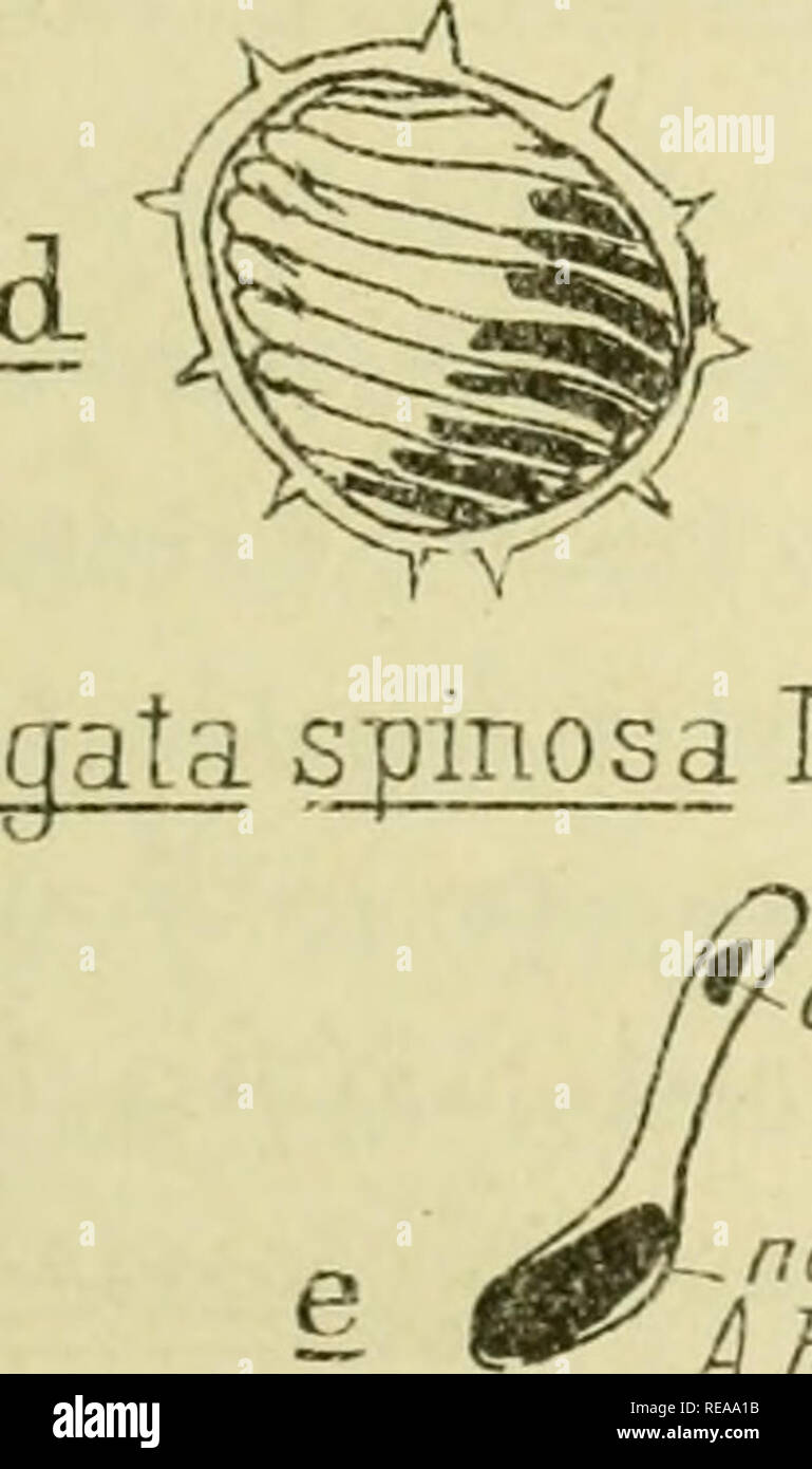 Confnces De Zoologie Faites A Sorbonne Protozoa B D A Gregata Spmosa Moroff C Entriole Aeherlhi Labbe Fiilils Ganiogotiie Deaggregata L C A Ctcm Gt 7eo Du Seaycs Yc I O M Cex Ia 1 F A G I Xj 1g 0ia U Gt Lt A C Lt X J I 03 T 59