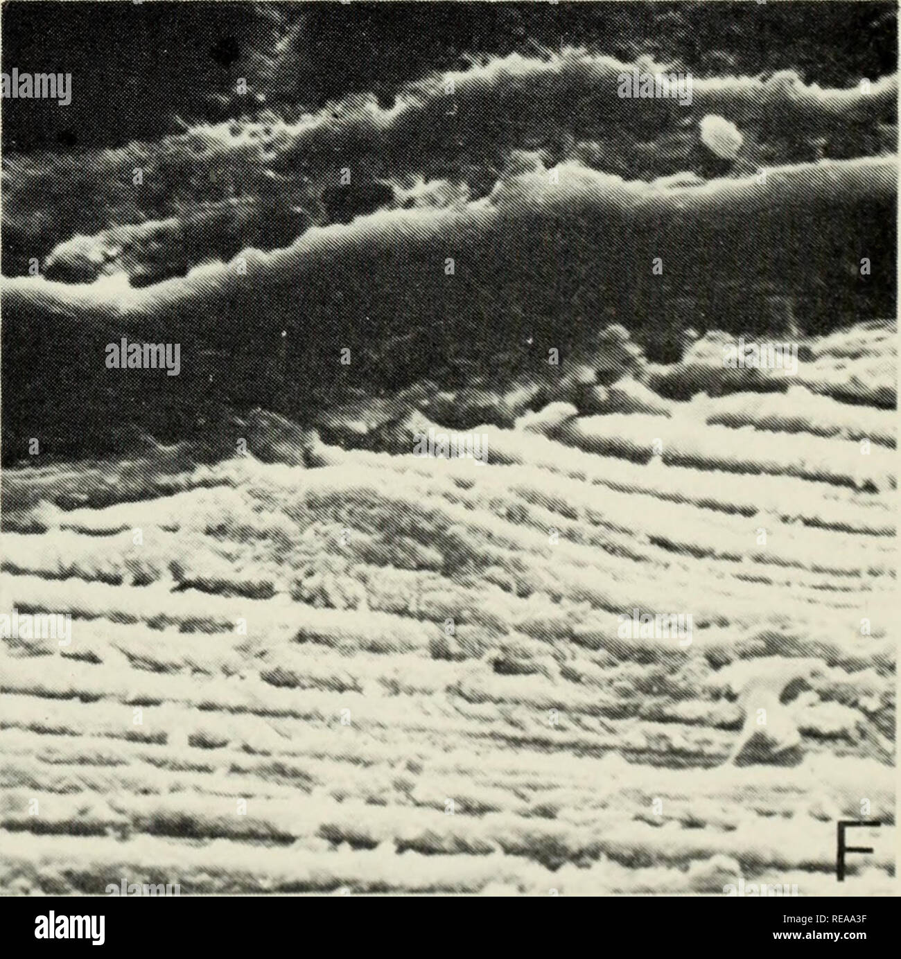 Conodont Ultrastructure The Family Panderodontidae Conodonts