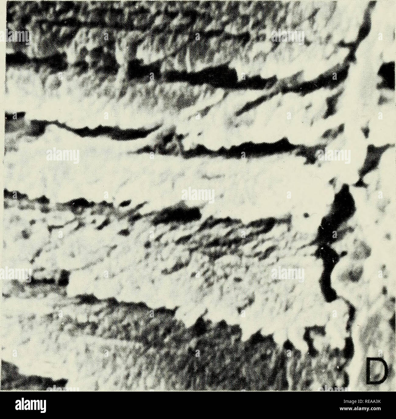 Conodont Ultrastructure The Family Panderodontidae Conodonts
