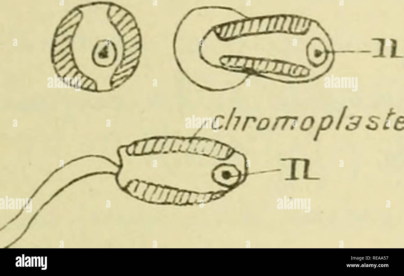 Confnces De Zoologie Faites A Sorbonne Protozoa 2 Lt T Yj X Tui O Lt Tao Ke Cccm Tt Imavuz Mxx I K Jtaaa Iig 124 Zooxatitlielles De I L U5 B Wi O A Z F U E Ea Cohozdutrmvuiti Brandt O Lt V Trc X Ai A Cax X