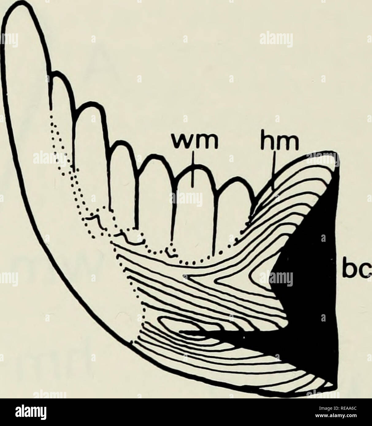 . Conodont ultrastructure : the family Panderodontidae. Conodonts; Panderodontidae. Fig. 2—Diagram of the internal structure of a belodinid, Belodina compressa; longi- tudinal section. Abbreviations in Fig. 1; about X 125. Fig 3 A-D—Panderodus gracilis, a multi-element species comprising the form species P. compressus (a,b, inner and outer lateral views) and P. gracilis (c,d, inner and outer lateral views). Specimens uncoated and unretouched to show extent of basal cavity and white matter in tip. Bobcaygeon Formation, Middle Ordovician, Great Cloche Island, Manitoulin, Ontario, x 80. E-G—Pande Stock Photo