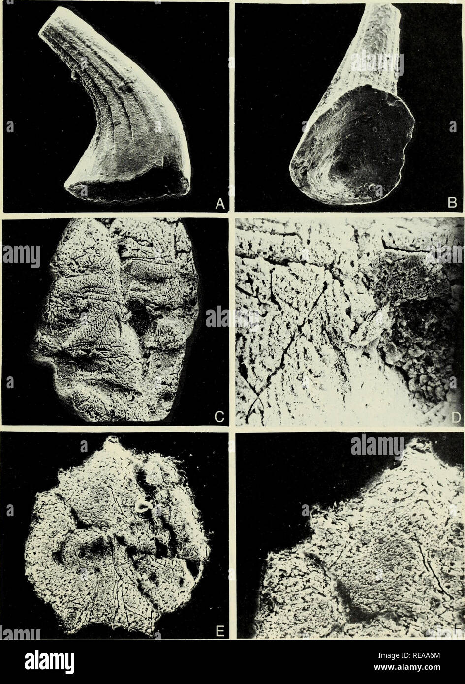 . Conodont ultrastructure : the subfamily Acanthodontinae. Conodonts. 13. Please note that these images are extracted from scanned page images that may have been digitally enhanced for readability - coloration and appearance of these illustrations may not perfectly resemble the original work.. Barnes, Christopher R; Slack, D. J; Royal Ontario Museum. Toronto : Royal Ontario Museum Stock Photo