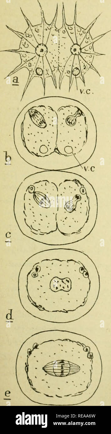. Confnces de zoologie faites a Sorbonne. Protozoa. 1^5. Fig^.lJI.GaTnogoTiie de Actinoplrrys ^^/m/i. Schaudinn) i/VKxaA/toio 160«,'f^.'i33). Please note that these images are extracted from scanned page images that may have been digitally enhanced for readability - coloration and appearance of these illustrations may not perfectly resemble the original work.. Robert, A. , zoologist; Facultes sciences de Paris. Association amicale des ves et anciens ves. [Paris] : Association amicale des ves et anciens ves de la Facultes sciences de Paris Stock Photo